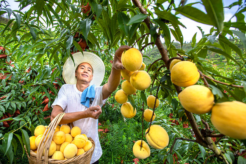 村民在貴州省黔西市洪水鎮官莊村豐月谷水果種植基地采摘黃桃。