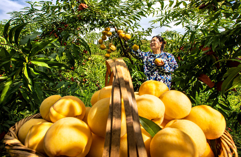 村民在貴州省黔西市洪水鎮官莊村豐月谷水果種植基地采摘黃桃。