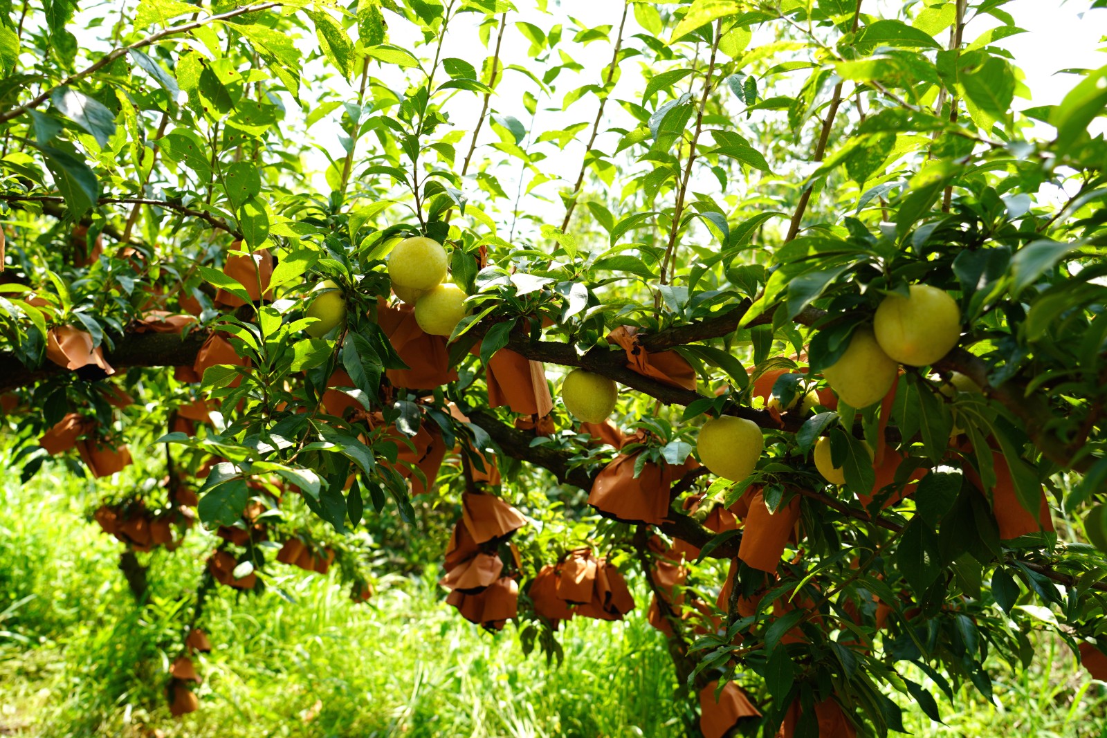 犁倭鎮下寨村的黃金李種植園內碩果累累。陸勁松攝