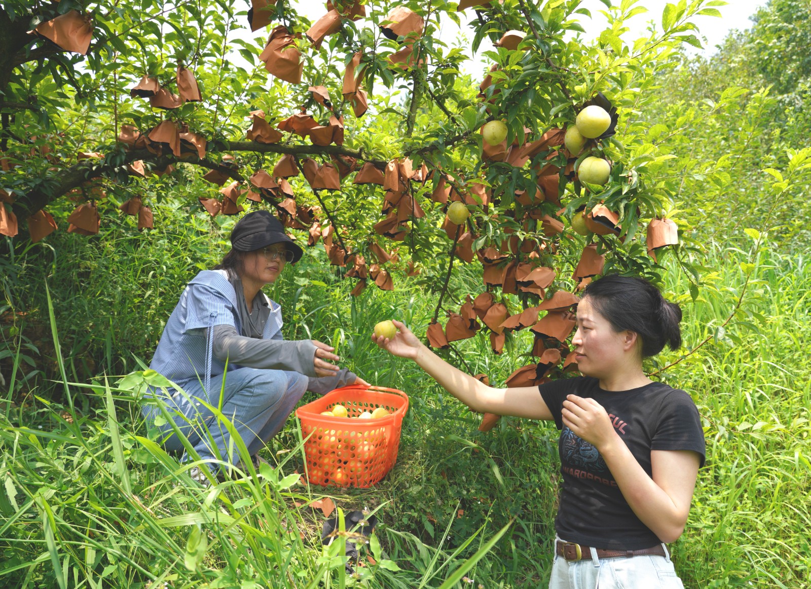 游客在果園里采摘黃金李。陸勁松攝
