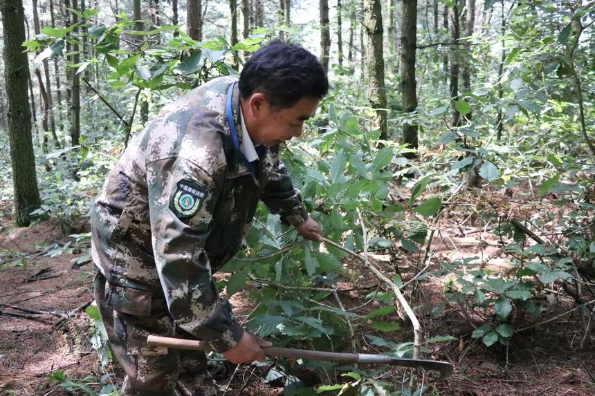翟思平正在清理歪倒的樹枝。邱雪攝