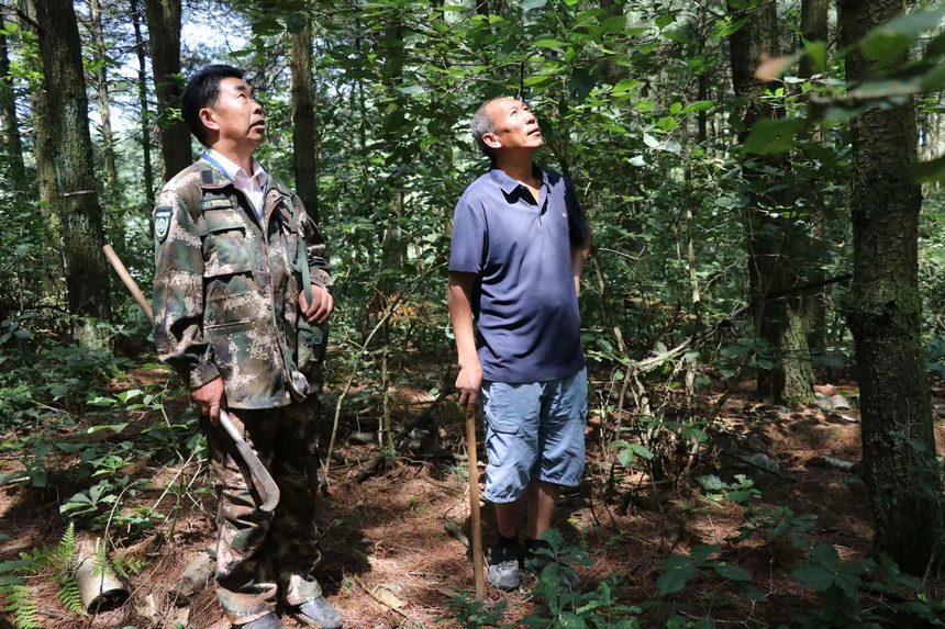 翟思平和生態護林員一起在管護區巡護。邱雪攝