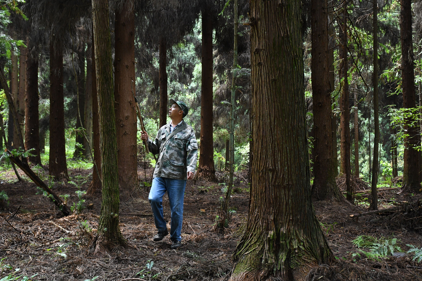 姚克禮在巡林。