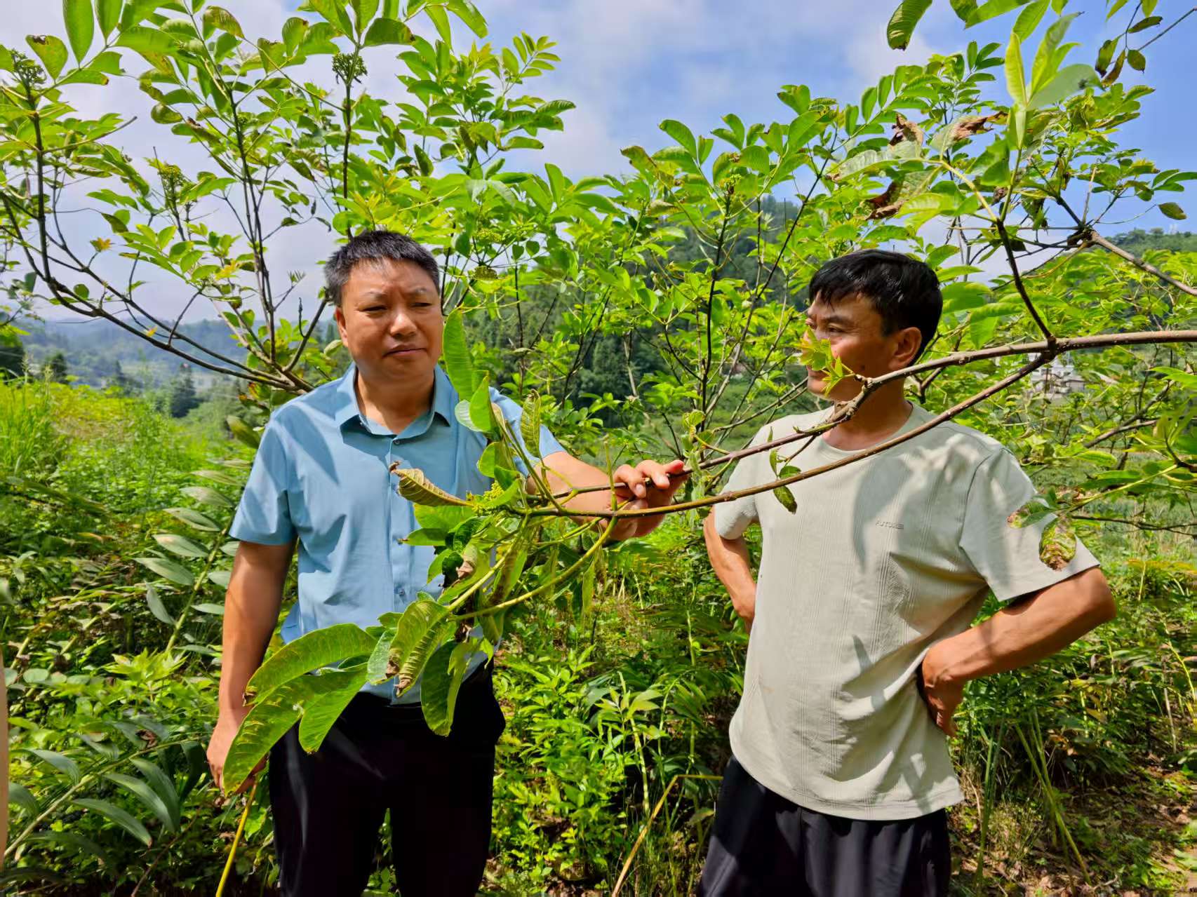 農技人員指導種植戶目前黃精的種植技術。