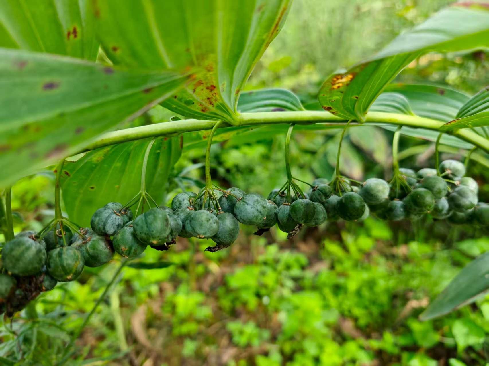 黃精正在掛果期。