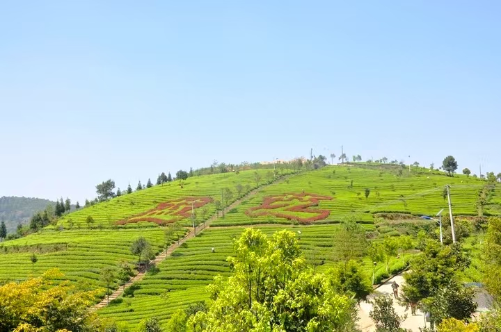 藍芝茶葉基地。