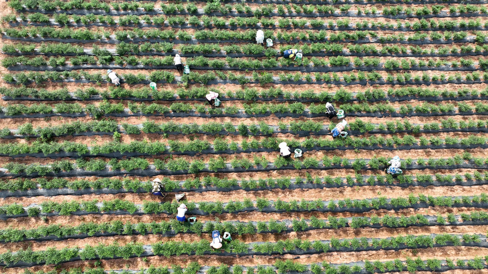 清鎮市麥格鄉小靛山的辣椒豐收了。