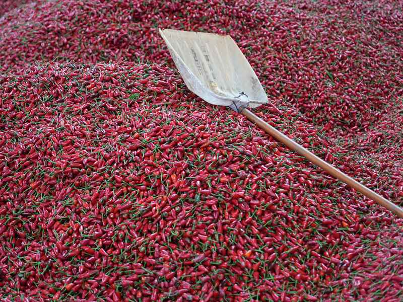 火紅的辣椒映紅了車間。