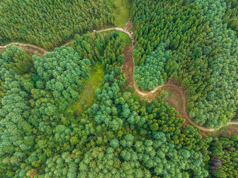 拱攏坪國家級森林公園林下種植基地。