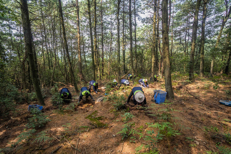 村民正在采收林下天麻。