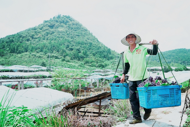 貴州松桃：生態葡萄甜蜜上市 串起鄉村振興致富路。