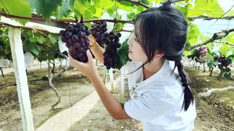 貴州松桃：生態葡萄甜蜜上市 串起鄉村振興致富路。