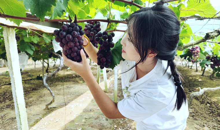 貴州松桃：生態葡萄甜蜜上市 串起鄉村振興致富路