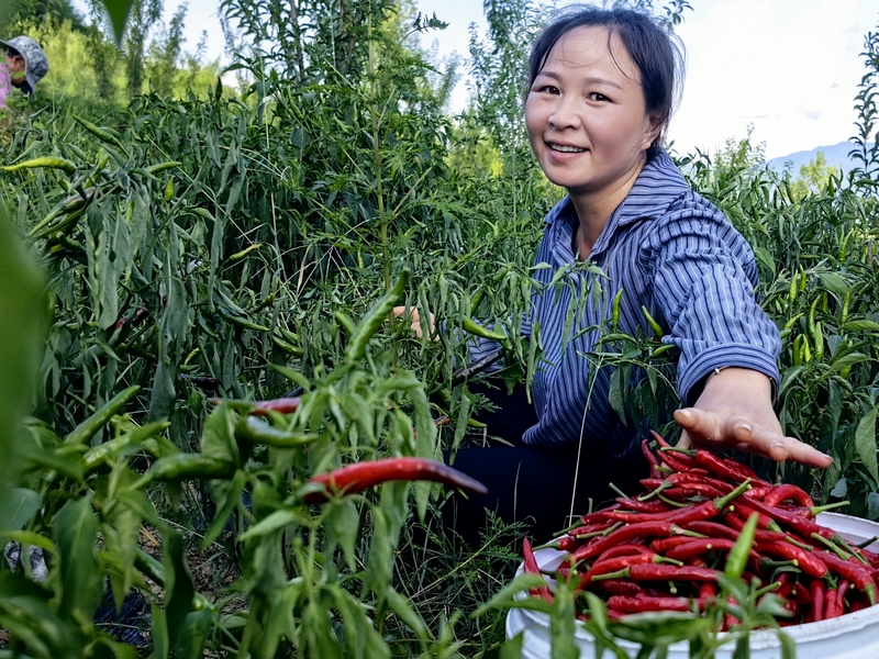 松桃甘龍鎮：辣椒大豐收 椒農笑顏開。