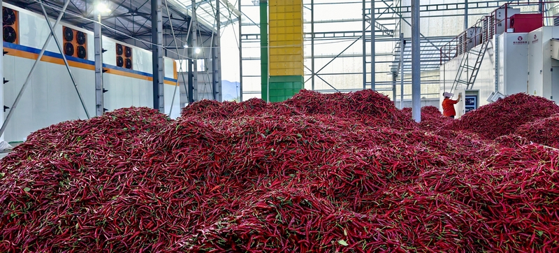 松桃甘龍鎮：辣椒大豐收 椒農笑顏開。