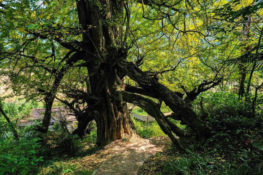 銀杏古樹。吳先勇攝