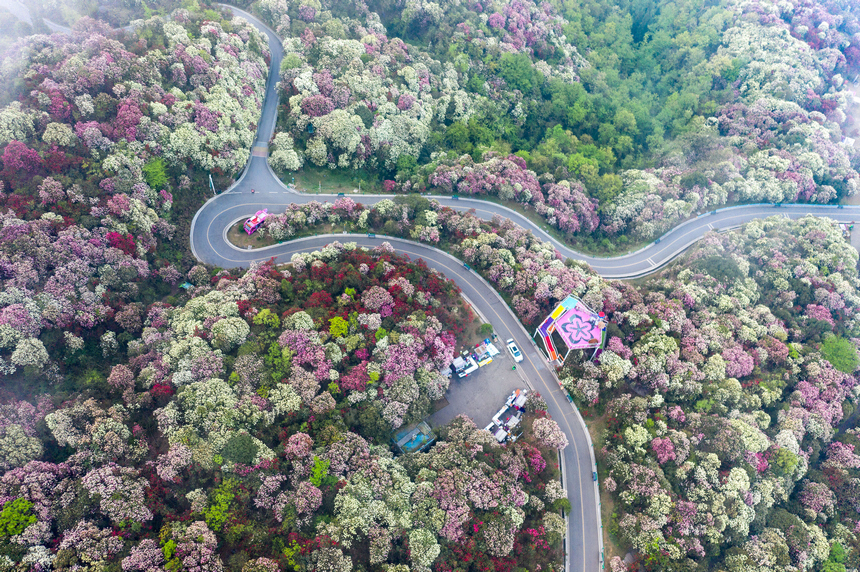 普底花開。吳先勇攝