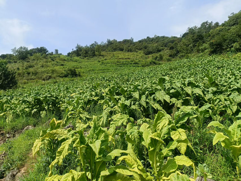 圖為烤煙示范種植基地。