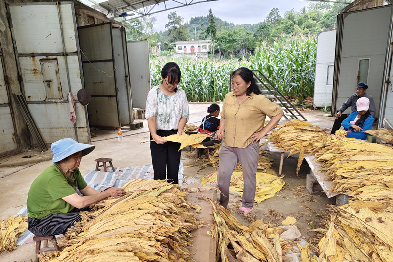 圖為烘烤出爐的煙葉色澤金黃。