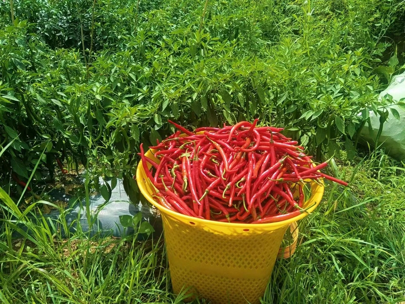 剛采摘的辣椒.jpg