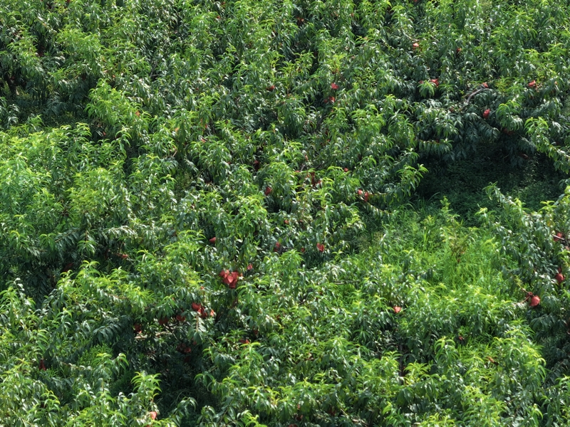 禹謨鎮大龍村牛角井的黃桃種植基地。 金莎  攝.jpg