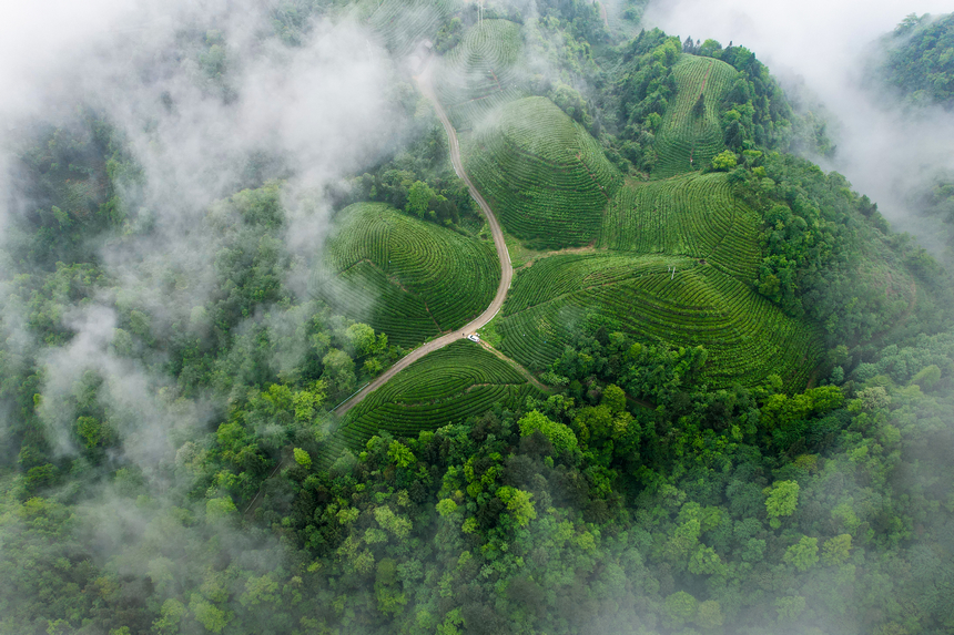 湄潭縣生態茶干凈茶。 黃俊攝