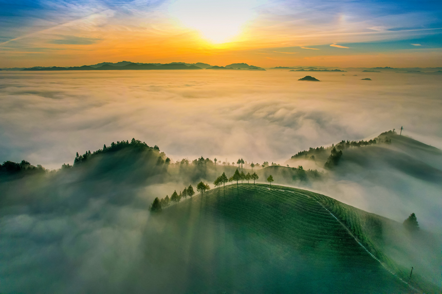 湄潭縣生態茶干凈茶。 黃俊攝