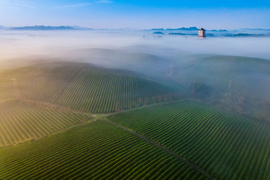 湄潭縣生態茶干凈茶。 黃俊攝