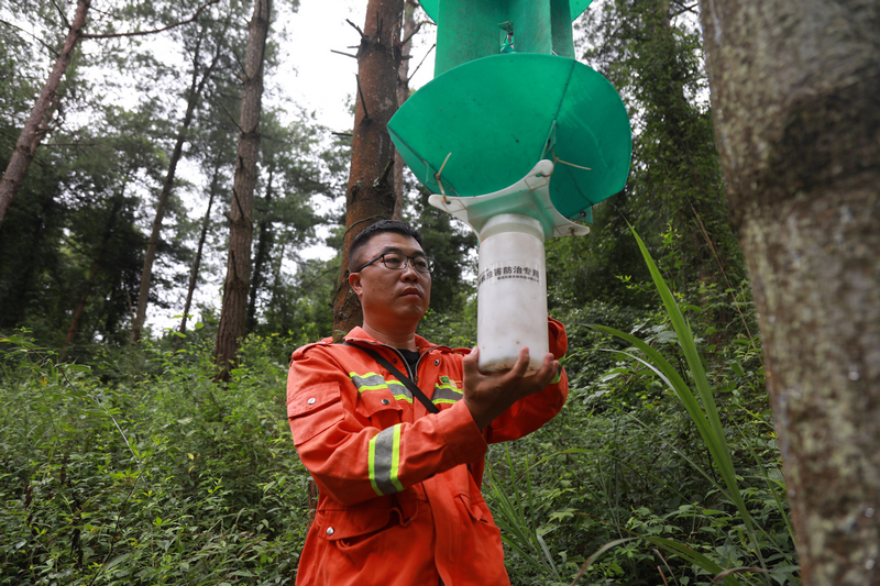 王濤正在進行松褐天牛監測工作。