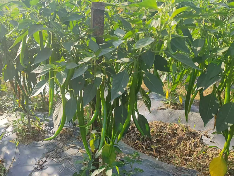 在地里還未成熟的青辣椒。