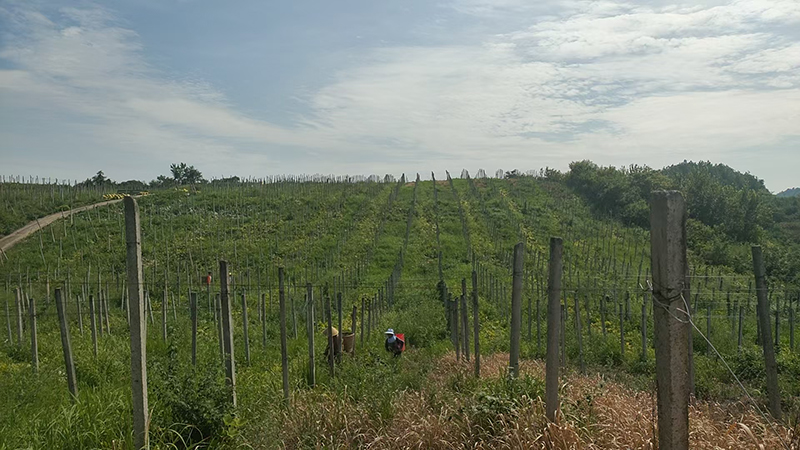 香芋南瓜瓜田。