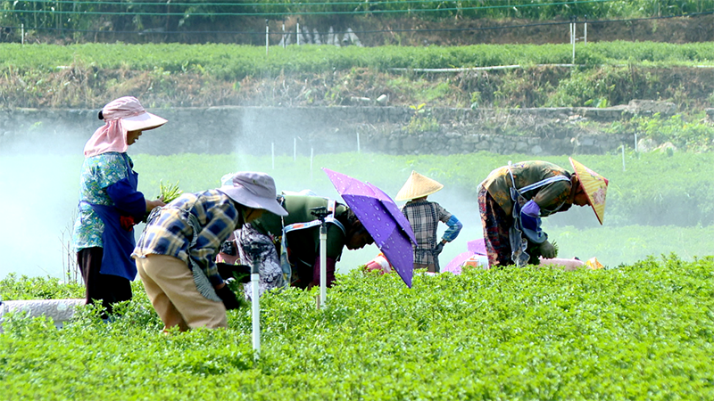 工人們正忙著采摘、捆扎西洋菜。