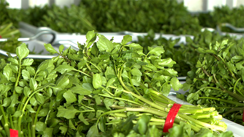 \西洋菜的采摘要求很高，桿是紅色的、太小的都不能采，要采綠色的、葉子好的，綁好之后要頭齊尾齊，有黃葉子或者有蟲洞的都要把它打掉，品質是很好的。