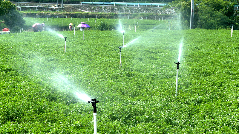 在噴灌灑下的水霧中，基地里翠綠鮮嫩的菜葉在陽光下泛著光澤。