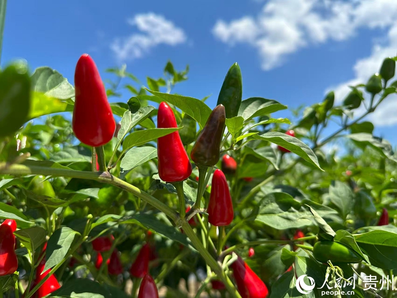 辣椒種植基地。人民網 陽茜攝