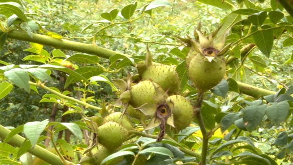 圖為碩果累累的金刺梨。