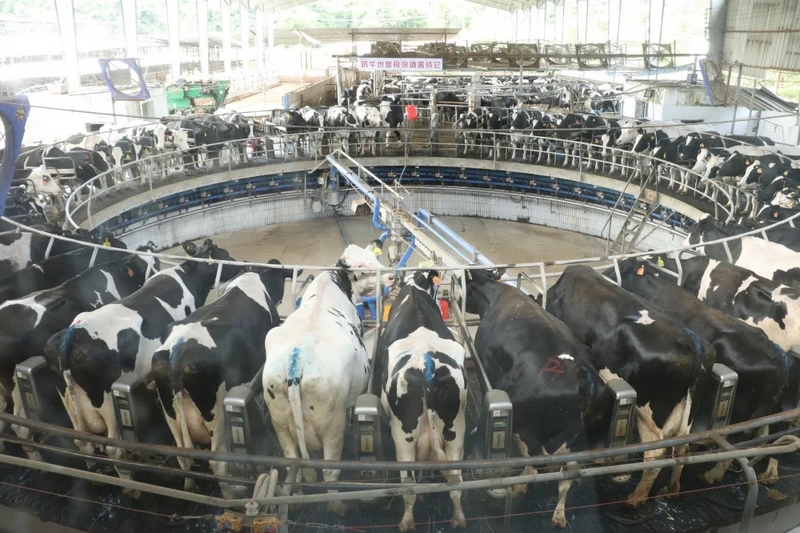 南方乳業開陽基地牧場奶牛.jpg
