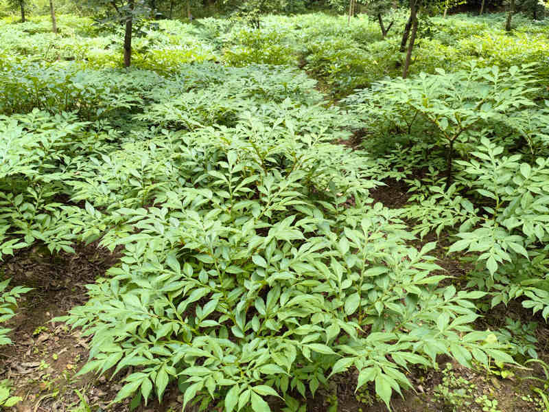 省國有扎佐林場六屯分場大面積發展林下種養殖。李云攝