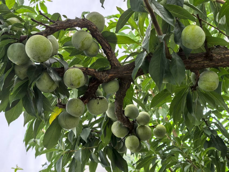 李子樹掛滿沉甸甸的青脆李。楊洋 攝.jpg