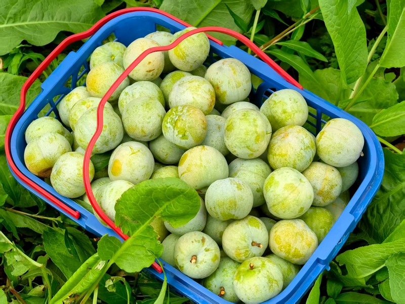 色澤誘人的青脆李。楊洋 攝.jpg