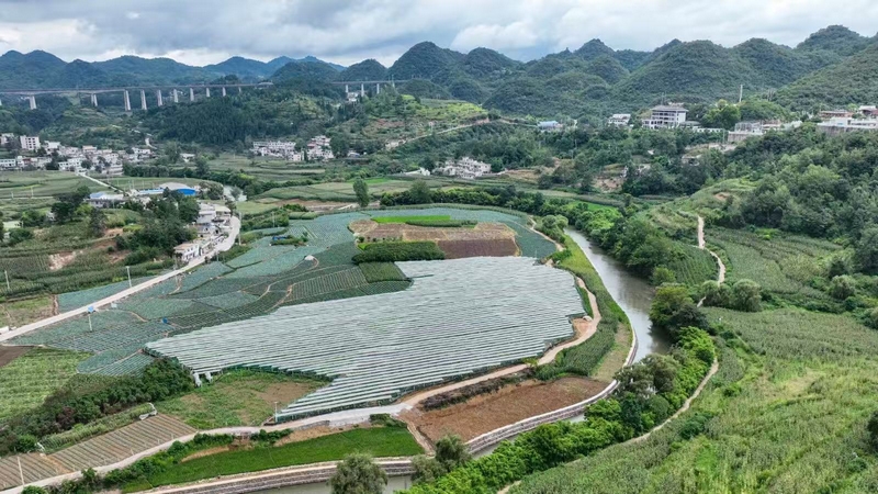 暗流河畔的葡萄園。沈建華 攝.jpg