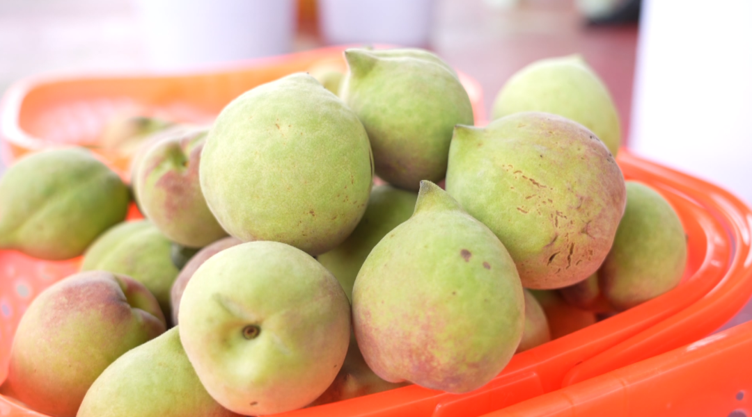 桃果飄香 “甜蜜產業”鋪就致富路。