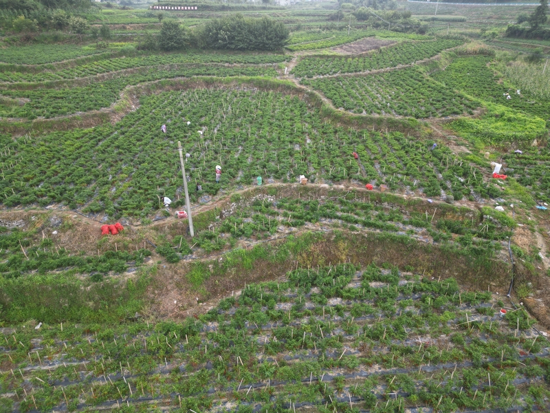 辣椒種植基地.jpg