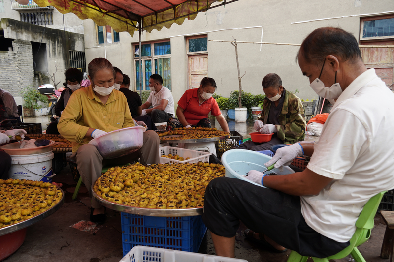 群眾將紅茶填入刺梨鮮果。