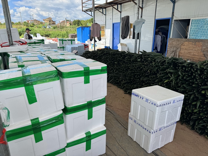 貴州平壩白云鎮：林下村黃瓜豐產俏銷大灣區 (1)