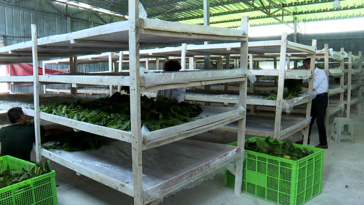 1 圖為黃正文的桑蠶養殖場。