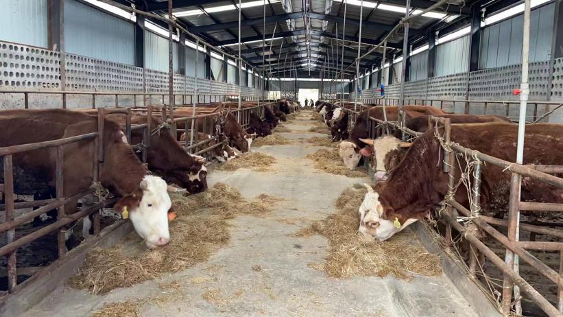 企業牛舍一隅。工行貴陽分紅供圖
