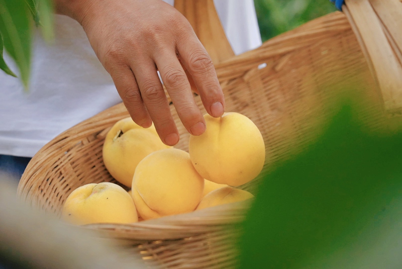梨樹鎮新寨社區的黃桃種植基地里， 一顆顆碩大的黃桃掛滿枝頭 很是喜人 周禹杉 攝.jpg
