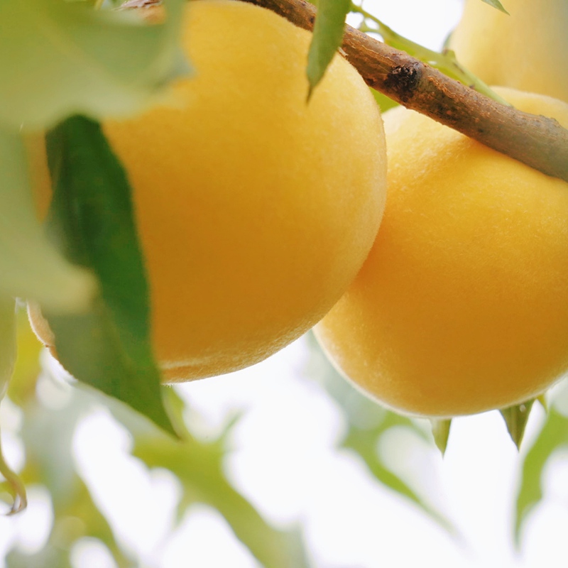 梨樹鎮新寨社區的黃桃種植基地里，一顆顆碩大的黃桃掛滿枝頭 周禹杉 攝.jpg