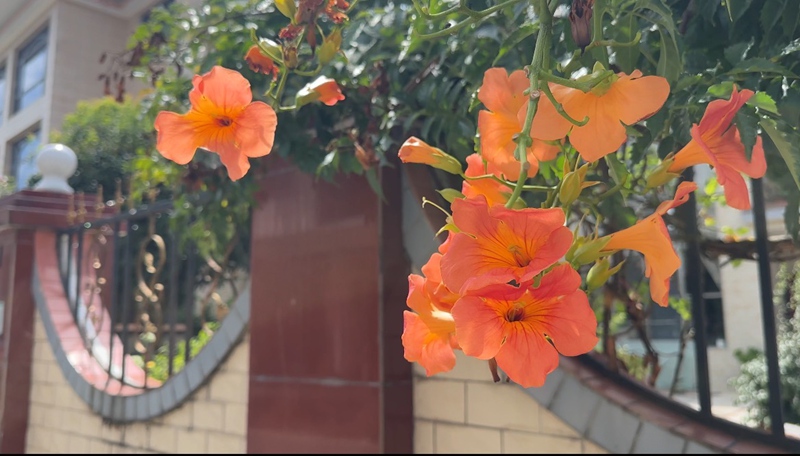 庭院外盛開的花朵。彭垚攝